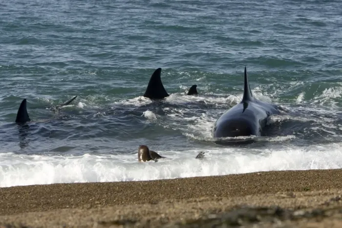 Framed Print : Killer whale  /  Orca - Hunting South American sea lion pups in the surf at Punta Norte, Valdes Peninsula, Province Chubut, Patagonia, Argentina