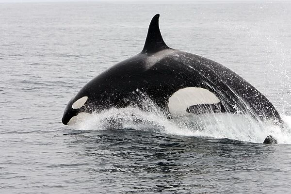 Killer whale  /  Orca - individual leaping forward at high speed - transient type. Photographed in Monterey Bay - Pacific Ocean - California - USA