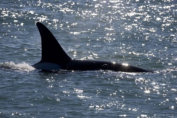 Killer whale  /  Orca - Male (known as Exequiel), member of the group of orcas of Northern Patagonia. Photographed at Punta Norte, Valdes Peninsula, Province Chubut, Argentina
