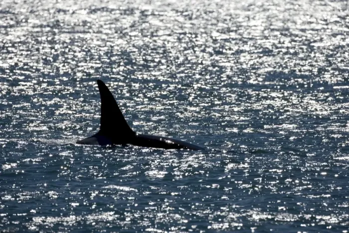 Framed Print : Killer whale / Orca - Male (known as Exequiel), member of the group of orcas of Northern Patagonia. Photographed at Punta Norte, Valdes Peninsula, Province Chubut, Argentina Framed Print : Killer whale / Orca - Male (known as Exequiel), member of the group of orcas of Northern Patagonia. Photographed at Punta Norte, Valdes Peninsula, Province Chubut, Argentina