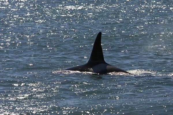Killer Whale  /  Orca - Male, known as Exequiel, member of the group of orcas of Northern Patagonia. Photographed at Punta Norte, Valdes Peninsula, Province Chubut, Argentina