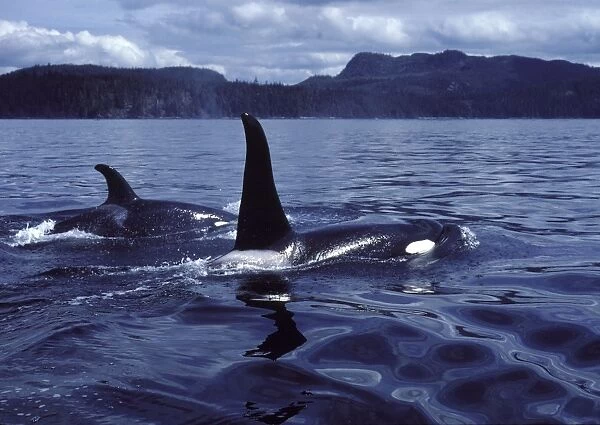 Killer whale  /  Orca - Male (tall dorsal fin), and female Photographed in Johnstone Strait, British Columbia, Canada