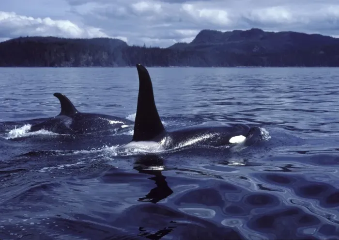 Framed Print : Killer whale / Orca - Male (tall dorsal fin), and female Photographed in Johnstone Strait, British Columbia, Canada Framed Print : Killer whale / Orca - Male (tall dorsal fin), and female Photographed in Johnstone Strait, British Columbia, Canada