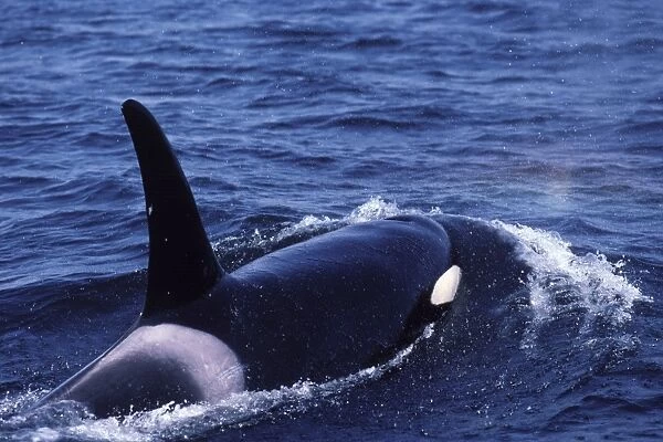Killer whale  /  Orca - Male (tall dorsal fin) Photographed in Johnstone Strait, British Columbia, Canada
