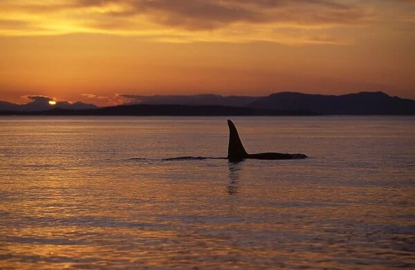 Killer whale  /  Orca - Male (tall dorsal fin). Sunset in the San Juan Islands, Washington State, USA