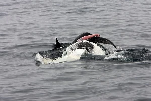 Killer whale  /  Orca - mating pair; the male rolls upwards but the female is already diving. Wrong timing - transient type. Photographed in Monterey Bay - Pacific Ocean - California - USA