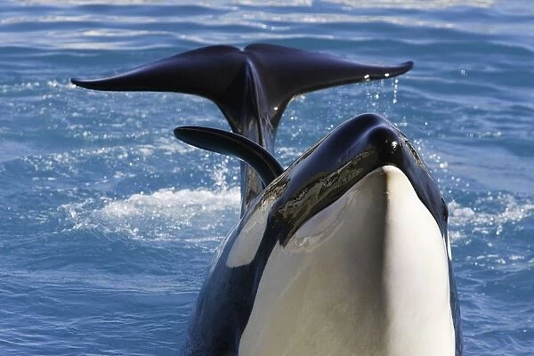 Killer Whale  /  Orca - performing at Aquarium Marineland - France