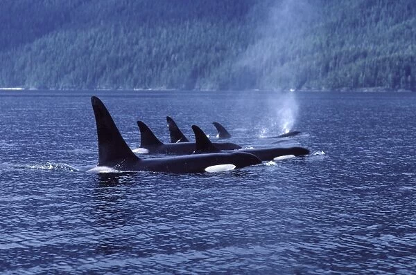 Killer whale  /  Orca - Pod members resting together; synchronized breathing. Photographed in Johnstone Strait, British Columbia, Canada