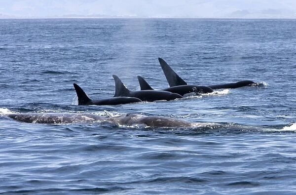 Killer whale  /  Orca - A pod of Transient type killer whales attacking a Grey whale mother and calf. The calf, already injured, is resting on its mother's back. Four killer whales have regrouped and resume the attack