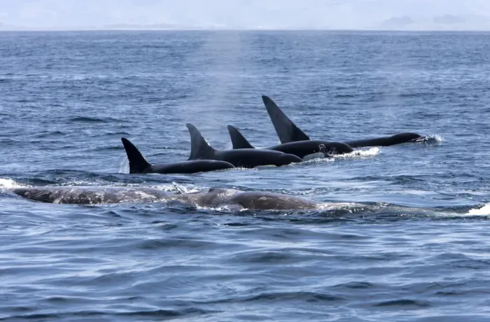 Framed Print : Killer whale / Orca - A pod of Transient type killer whales attacking a Grey whale mother and calf. The calf, already injured, is resting on its mother's back. Four killer whales have regrouped and resume the attack Framed Print : Killer whale / Orca - A pod of Transient type killer whales attacking a Grey whale mother and calf. The calf, already injured, is resting on its mother's back. Four killer whales have regrouped and resume the attack