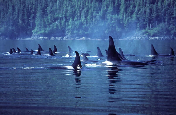 Killer Whale  /  Orca - Several pods came together to form a 'superpod'. Photographed in Johnstone Strait, British Columbia, Canada