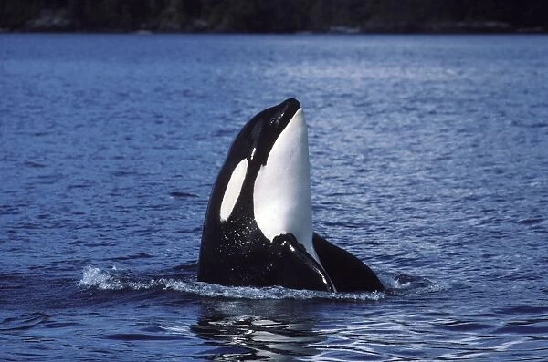 Killer whale  /  Orca - Spyhopping