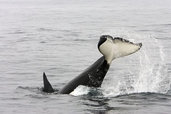 Killer whale  /  Orca - tail-lobbing by an adult male - transient type. Photographed in Monterey Bay - Pacific Ocean - California - USA
