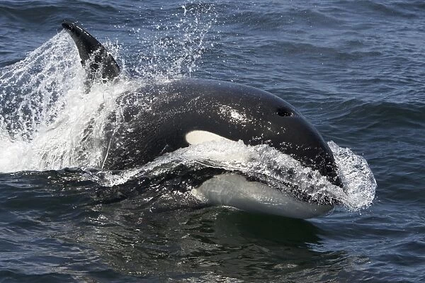 Killer whale  /  Orca - transient type. Photographed in Monterey Bay - Pacific Ocean - California - USA