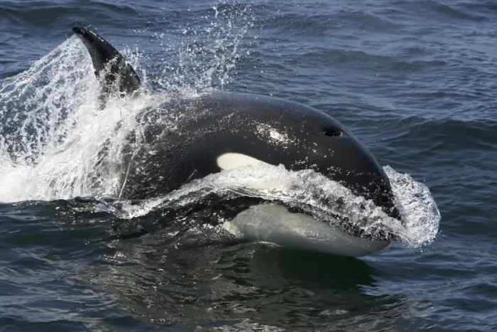 Framed Print : Killer whale  /  Orca - transient type. Photographed in Monterey Bay - Pacific Ocean - California - USA