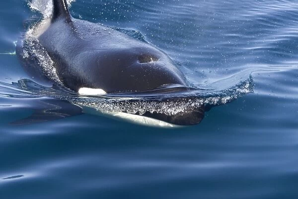 Killer whale  /  Orca - transient type. Photographed in Monterey Bay - Pacific Ocean - California - USA