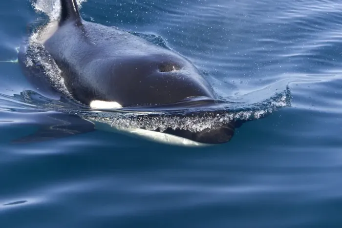 Framed Print : Killer whale / Orca - transient type. Photographed in Monterey Bay - Pacific Ocean - California - USA Framed Print : Killer whale / Orca - transient type. Photographed in Monterey Bay - Pacific Ocean - California - USA
