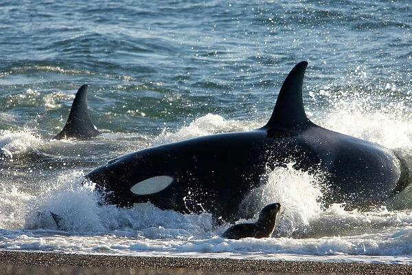 Killer whale  /  Orcas - Hunting South American Sea lion pups at the waters edge