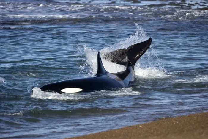 Framed Print : Killer whale / Orcas practicing intentional stranding; Patagonia. This animal is kicking its tail and turning, trying to get off the beach. The small population of Orcas of northern Patagonia uses a unique strategy of intentional Framed Print : Killer whale / Orcas practicing intentional stranding; Patagonia. This animal is kicking its tail and turning, trying to get off the beach. The small population of Orcas of northern Patagonia uses a unique strategy of intentional