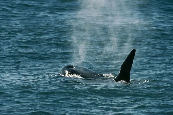 Killer Whale Patagonia