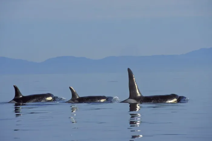 Framed Print : Killer Whale - pod. ml1033