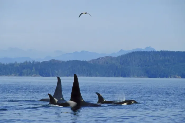 Framed Print : Killer Whale - pod. ml1161 Framed Print : Killer Whale - pod. ml1161