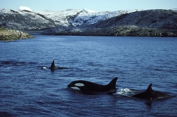 Killer Whale - pod traveling near shore. This population of killer whales feed on herring. In the autumn, schools of herring enter fjords of the NW coast of Norway and pods of killer whales follow the herring