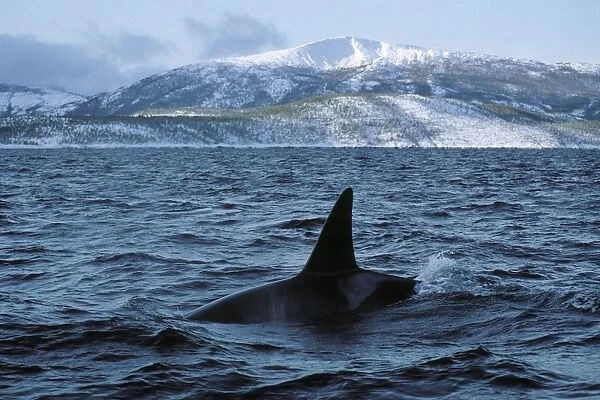 Killer whale - this population of killer whales feed on herring. In the autumn, schools of herring enter fjords of the NW coast of Norway and pods of killer whales follow the herring