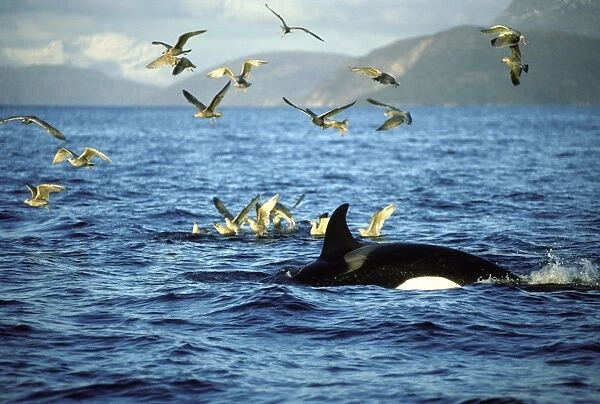 Killer Whale - this population of killer whales feed on herring. In the autumn, schools of herring enter fjords of the NW coast of Norway and pods of killer whales follow the herring