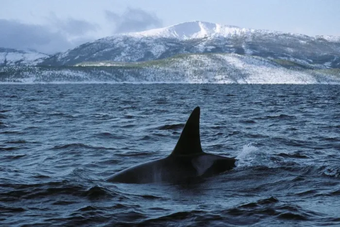 Framed Print : Killer whale - this population of killer whales feed on herring. In the autumn, schools of herring enter fjords of the NW coast of Norway and pods of killer whales follow the herring Framed Print : Killer whale - this population of killer whales feed on herring. In the autumn, schools of herring enter fjords of the NW coast of Norway and pods of killer whales follow the herring