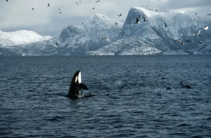 Framed Print : Killer Whale - this population of killer whales feed on herring. In the autumn, schools of herring enter fjords of the NW coast of Norway and pods of killer whales follow the herring Framed Print : Killer Whale - this population of killer whales feed on herring. In the autumn, schools of herring enter fjords of the NW coast of Norway and pods of killer whales follow the herring