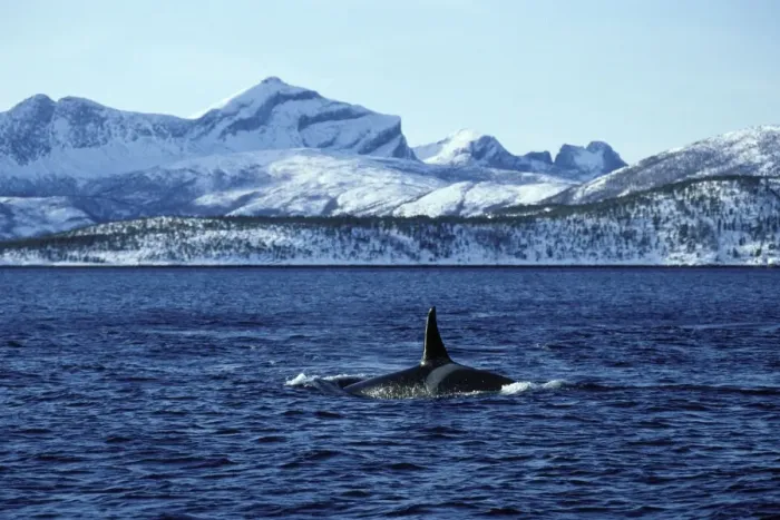 Framed Print : Killer Whale - this population of killer whales feed on herring. In the autumn, schools of herring enter fjords of the NW coast of Norway and pods of killer whales follow the herring Framed Print : Killer Whale - this population of killer whales feed on herring. In the autumn, schools of herring enter fjords of the NW coast of Norway and pods of killer whales follow the herring