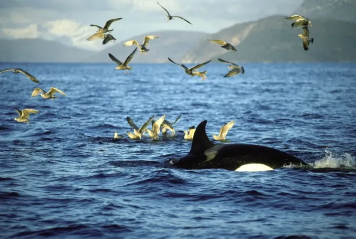 Framed Print : Killer Whale - this population of killer whales feed on herring. In the autumn, schools of herring enter fjords of the NW coast of Norway and pods of killer whales follow the herring Framed Print : Killer Whale - this population of killer whales feed on herring. In the autumn, schools of herring enter fjords of the NW coast of Norway and pods of killer whales follow the herring