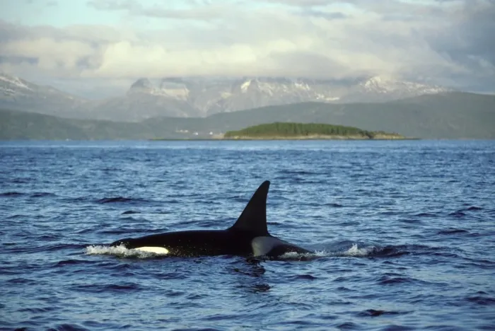 Framed Print : Killer Whale - this population of killer whales feed on herring. In the autumn, schools of herring enter fjords of the NW coast of Norway and pods of killer whales follow the herring Framed Print : Killer Whale - this population of killer whales feed on herring. In the autumn, schools of herring enter fjords of the NW coast of Norway and pods of killer whales follow the herring