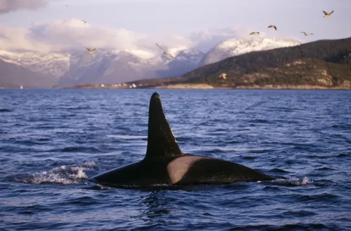 Framed Print : Killer Whale - this population of killer whales feed on herring. In the autumn, schools of herring enter fjords of the NW coast of Norway and pods of killer whales follow the herring Framed Print : Killer Whale - this population of killer whales feed on herring. In the autumn, schools of herring enter fjords of the NW coast of Norway and pods of killer whales follow the herring