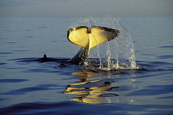 Killer Whale - 'tail slapping', common behavior. Pacific Northwest. ml1157
