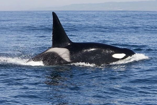Killer Whale - Transient type - Adult male - Monterey Bay - Pacific Ocean - California - USA - April