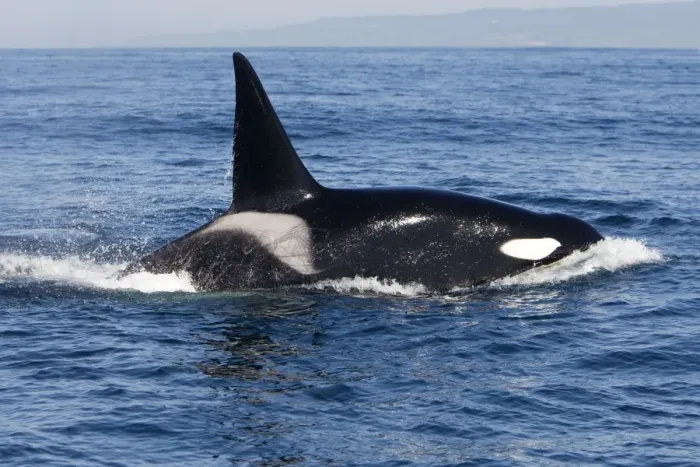Framed Print : Killer Whale - Transient type - Adult male - Monterey Bay - Pacific Ocean - California - USA - April Framed Print : Killer Whale - Transient type - Adult male - Monterey Bay - Pacific Ocean - California - USA - April