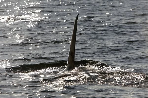 Killer Whale - Transient type - Tall straight dorsal fin of an adult male - Monterey Bay - Pacific Ocean - California - USA - April