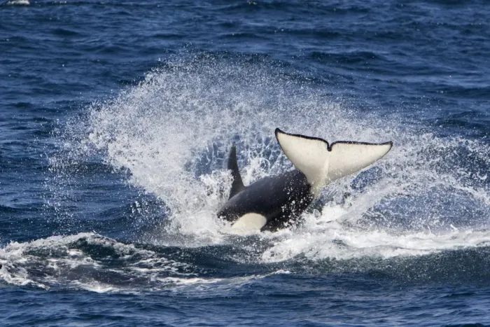 Framed Print : Killer whale, Transient type - whale re-entering the water at the end of a porpoising jump. Photographed in Monterey Bay, California, USA, Pacific Ocean. April 2008 Framed Print : Killer whale, Transient type - whale re-entering the water at the end of a porpoising jump. Photographed in Monterey Bay, California, USA, Pacific Ocean. April 2008