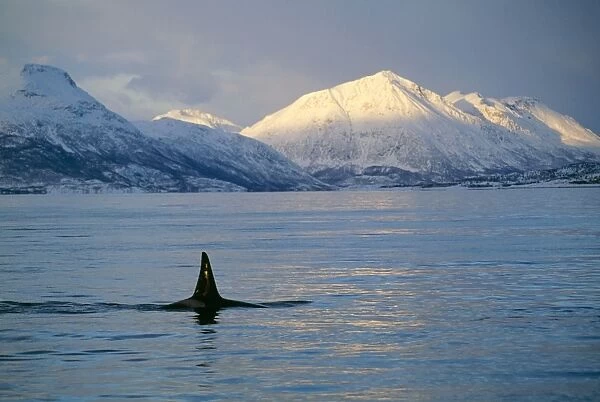 Killer Whale Tysfiord, Norway