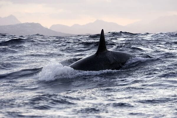 Killer Whale - Tysfjord - Lofoten Isles - Norway