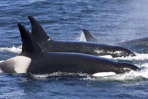 Killer whales /  Orca - transient type. Photographed in Monterey Bay - Pacific Ocean - California - USA