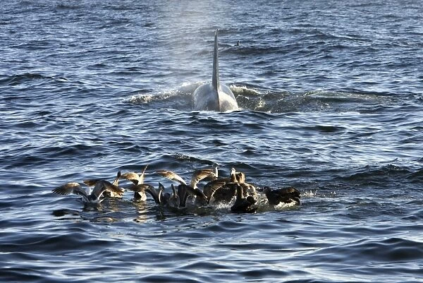 Killer whales  /  Orcas - A pod of Transient type killer whales attacked & killed a Grey whale calf. Whilst the Killer whales feed on the carcass below the surface Black-footed albatrosses