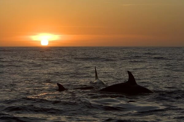 Killer whales  /  Orcas - A pod of Transient type killer whales attacked & killed a Grey whale calf. At sunset, the killer whales are still feeding on the carcass