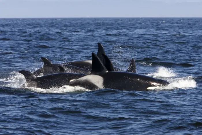 Framed Print : Killer whales / Orcas - A pod of Transient type killer whales having attached a Grey whale mother and calf. Four hours after having killed the calf, seven members of the pod breathe in a tight formation Framed Print : Killer whales / Orcas - A pod of Transient type killer whales having attached a Grey whale mother and calf. Four hours after having killed the calf, seven members of the pod breathe in a tight formation