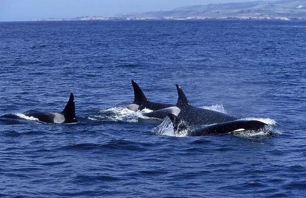 Killer Whales Pod of Transient Killer Whales Monterey Bay, California, USA Coastline of Santa Cruz in background