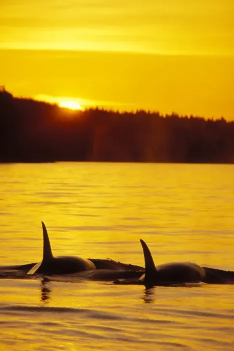 Framed Print : Killer Whales - Sunset Northwest coast ml177 Framed Print : Killer Whales - Sunset Northwest coast ml177