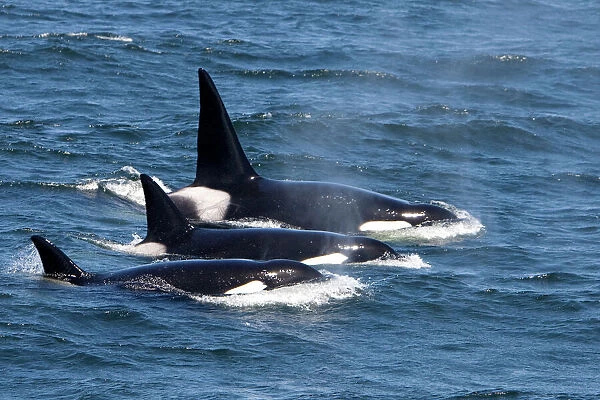 Killer Whales - Transient type - Adult male - Monterey Bay - Pacific Ocean - California - USA - April