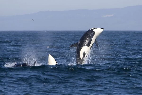 Killer whales, Transient type - Breaching during a phase of traveling and active socializing. Photographed in Monterey Bay, California, USA, Pacific Ocean. April 2008